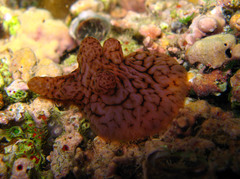 Coriocella nigra
