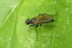 Cordilura