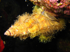 Cymatiidae