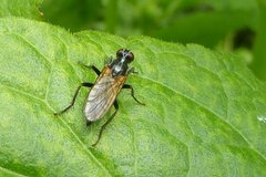 Cordilura