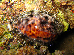 Cypraea pantherina