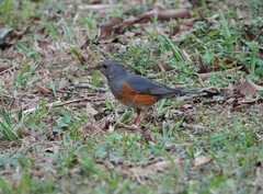 Turdus hortulorum