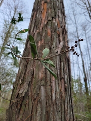 Pieris phillyreifolia