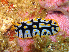 Phyllidia rueppelii