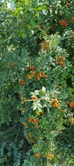 Rosa beggeriana