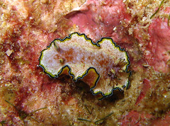 Glossodoris