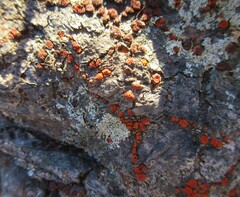 Amphilogia gyrosa