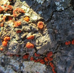 Amphilogia gyrosa