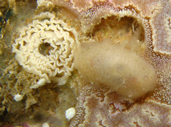 Discodoris coerulescens