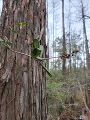Pieris phillyreifolia