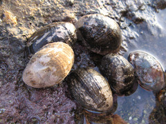 Nerita albicilla