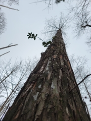 Pieris phillyreifolia