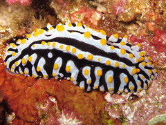 Phyllidia varicosa