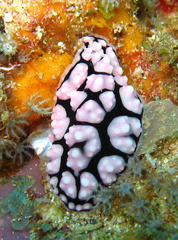 Phyllidiella pustulosa