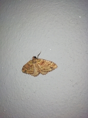 Catarhoe basochesiata