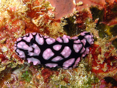 Phyllidiella pustulosa