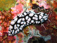 Phyllidiella pustulosa