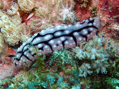 Phyllidiopsis sinaiensis