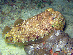 Sepia prashadi