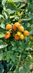 Rosa beggeriana