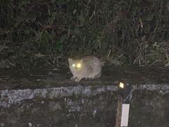 Prionailurus rubiginosus