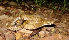 Crotalus willardi