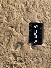 Hyaena hyaena
