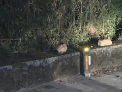 Prionailurus rubiginosus