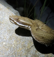 Crotalus willardi willardi