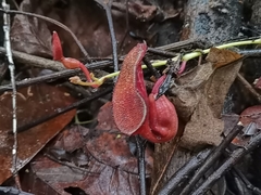 Aristolochia maxima