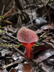 Aristolochia maxima