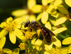 Parasphecodes