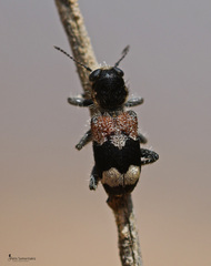 Clerus mutillarius