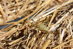 Steropleurus pseudolus
