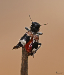 Clerus mutillarius