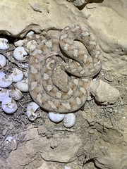 Echis coloratus
