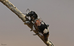 Clerus mutillarius