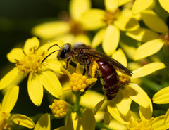 Parasphecodes