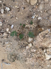 Erodium crassifolium