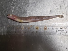 Leptoclinus maculatus