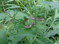 Regina septemvittata