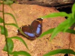 Adoliadini