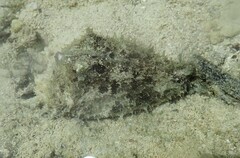 Dolabella auricularia