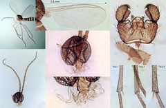 Corynoptera concinna