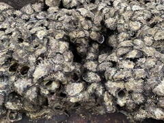 Saccostrea