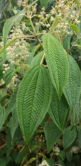 Miconia subseriata