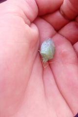Chlorocoris