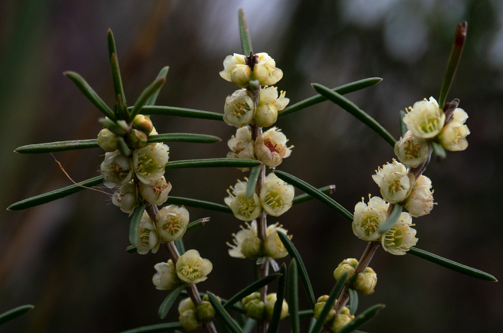 Hypocalymma scariosum