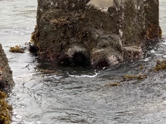 Stomopneustes variolaris