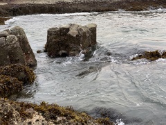 Stomopneustes variolaris